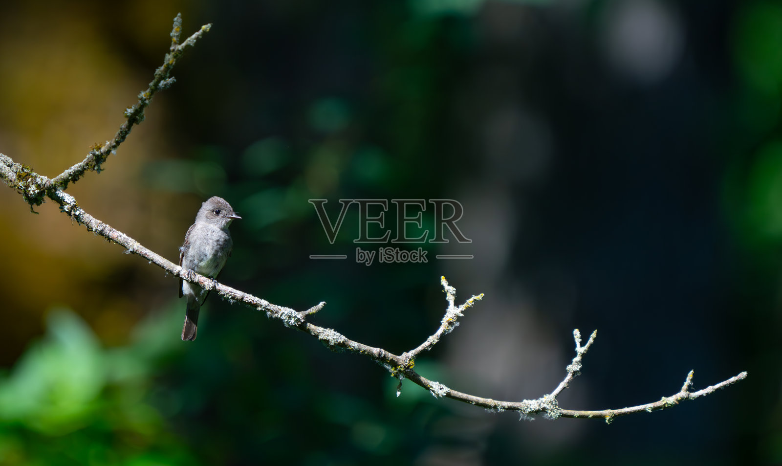 西部的小鸟在捕食昆虫的间隙会停下来照片摄影图片