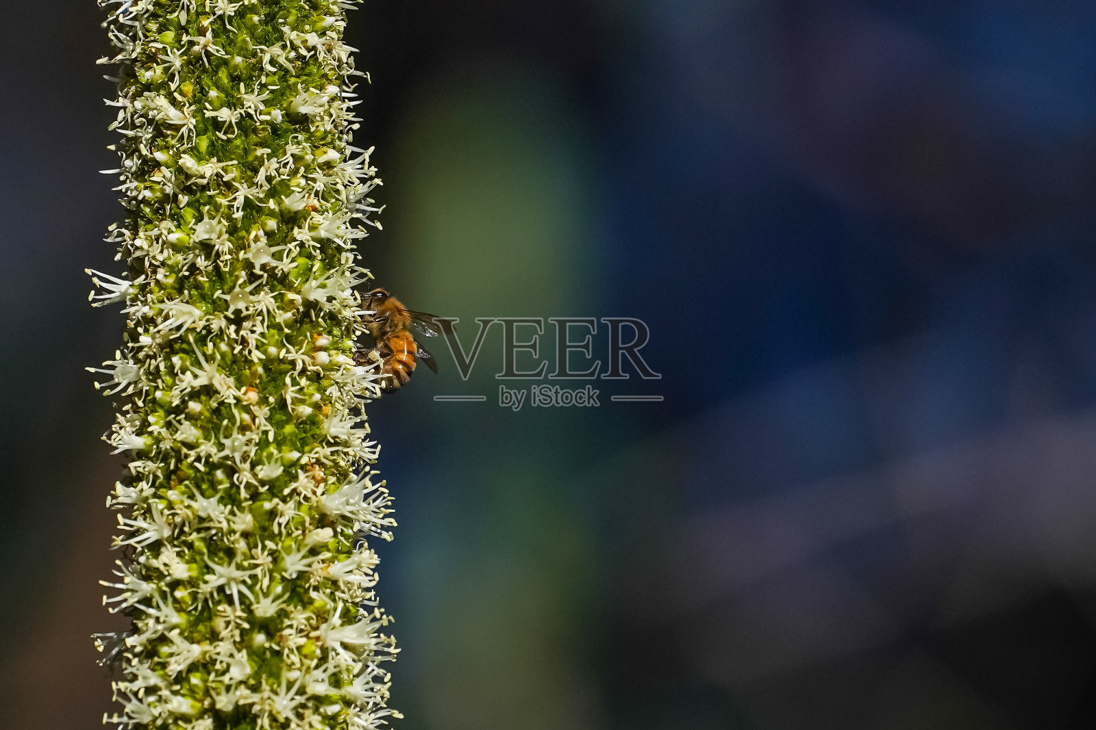 在开花的草树上的欧洲蜜蜂照片摄影图片