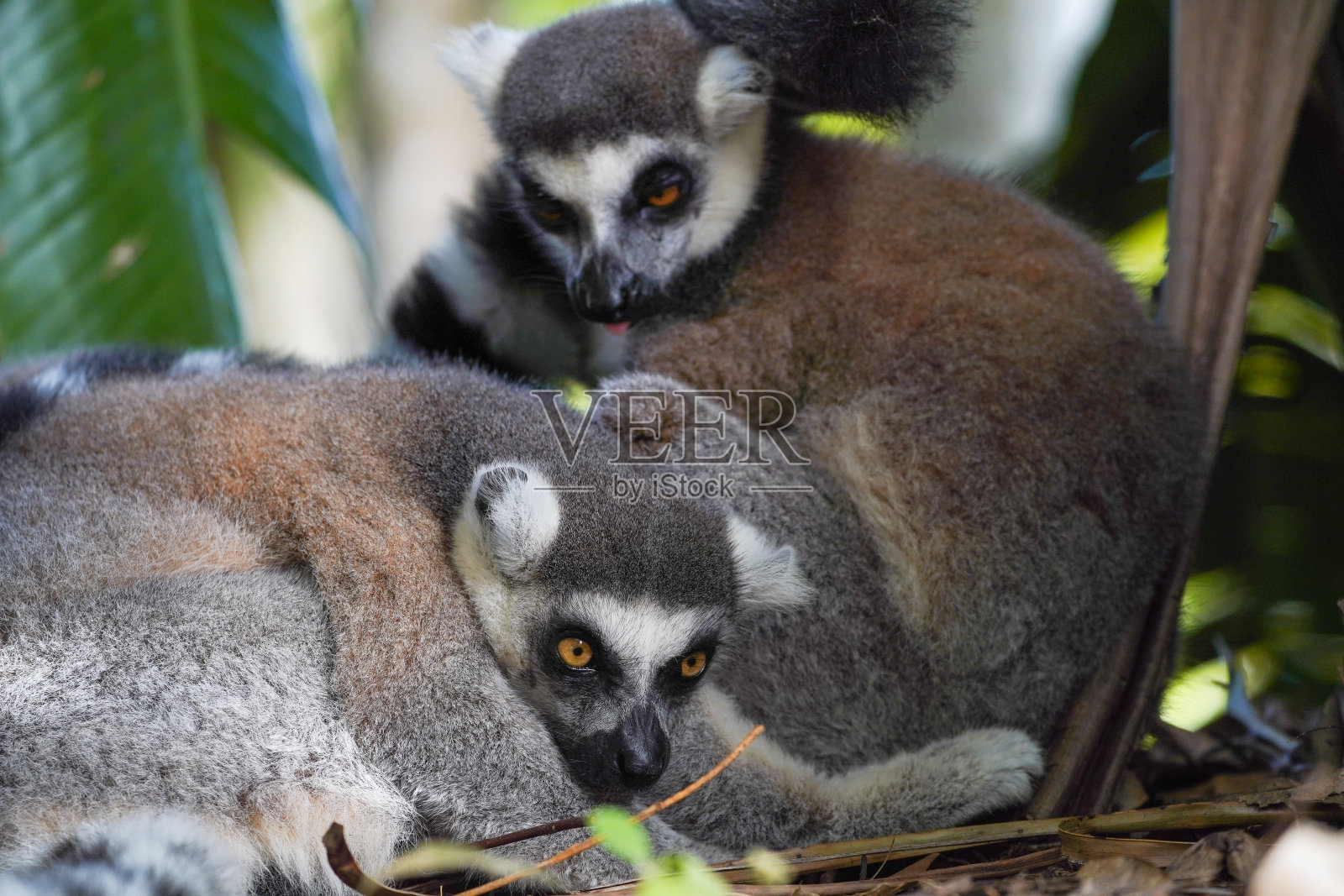 环尾狐猴肖像照片摄影图片