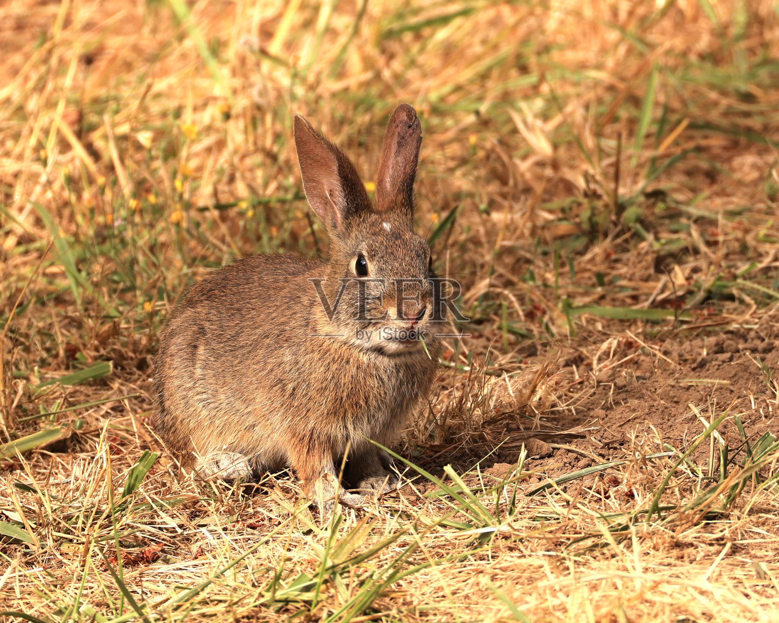野兔宝宝照片摄影图片