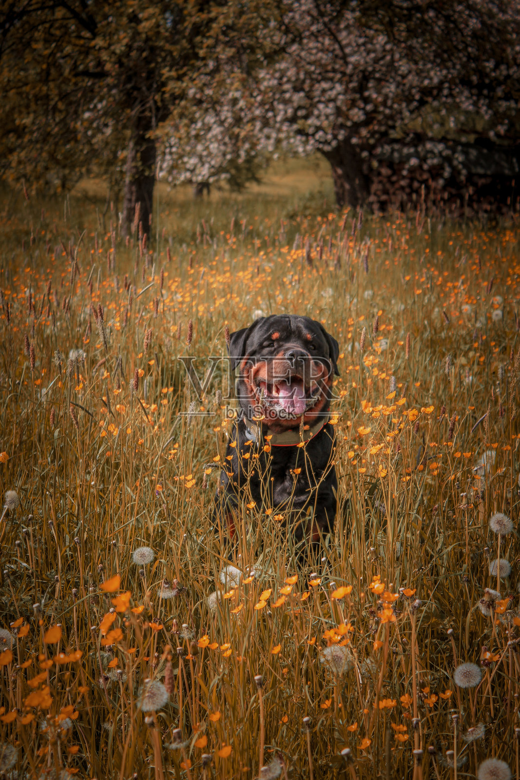 比如罗威纳犬照片摄影图片