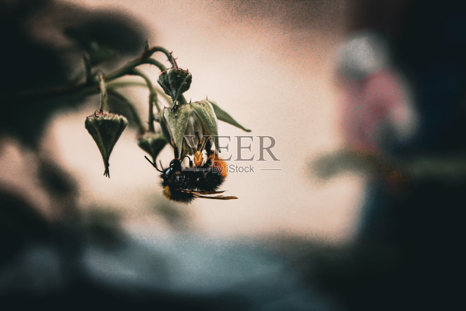 大黄蜂照片摄影图片