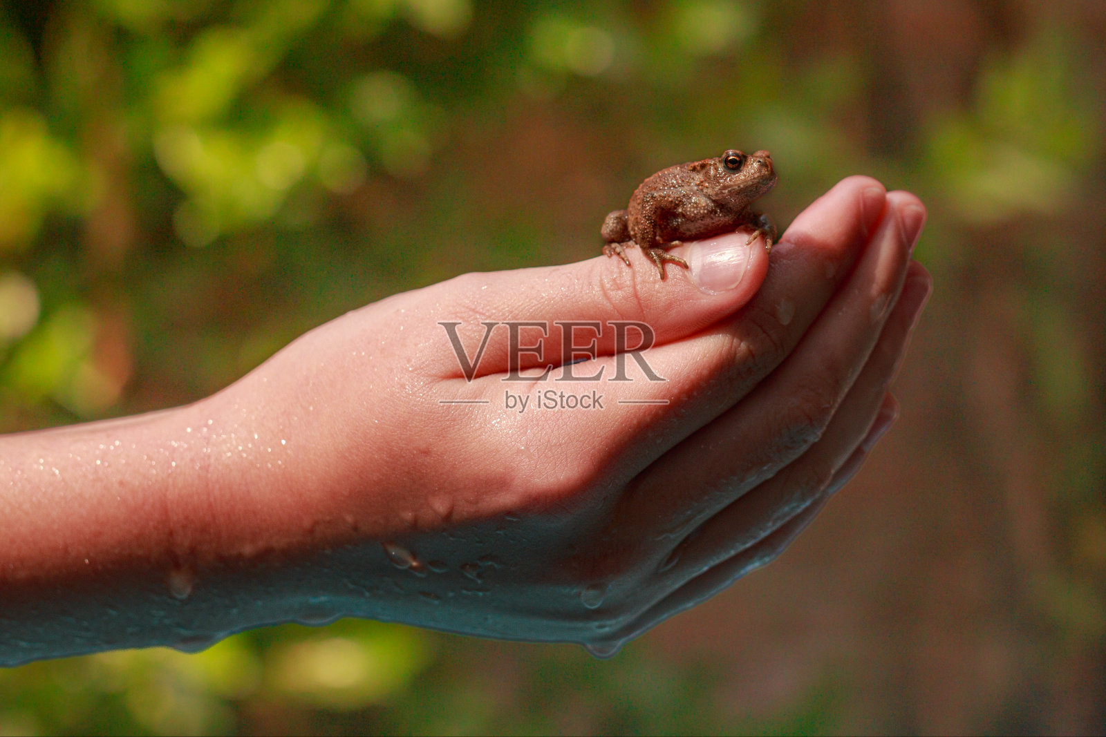 遇到一只普通的蟾蜍爬上我的手，两栖动物真美照片摄影图片