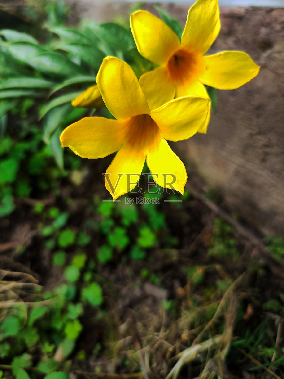 公园里一朵金黄色的喇叭花照片摄影图片