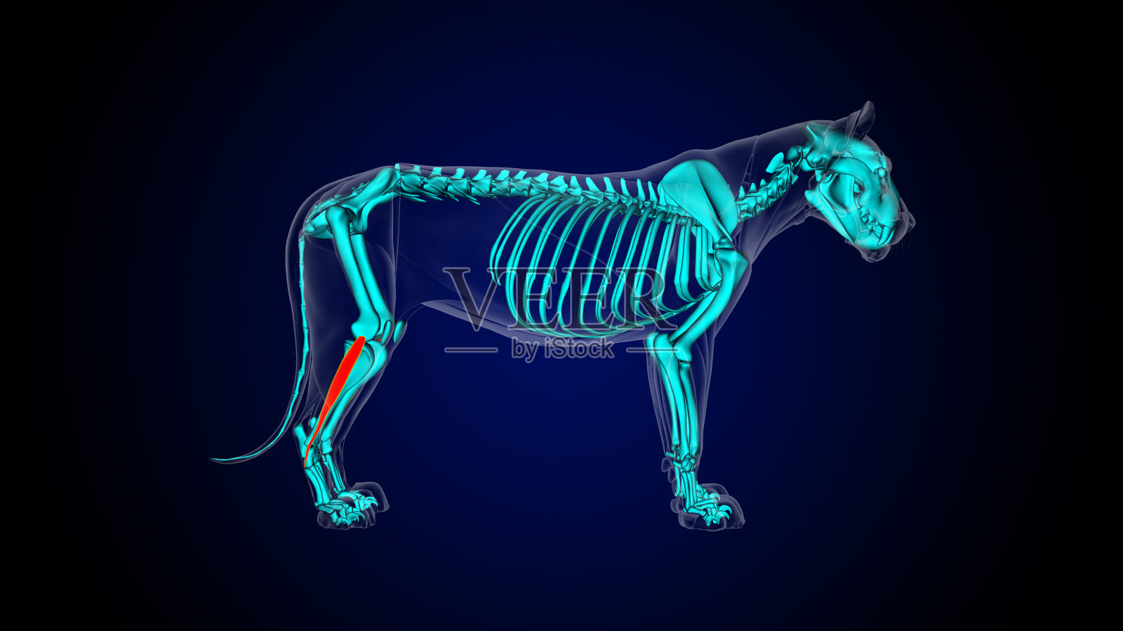 腓骨长肌狮子肌解剖医学概念3D渲染照片摄影图片