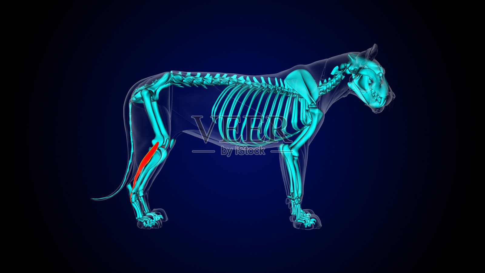 腓骨短肌狮子肌解剖医学概念3D渲染照片摄影图片