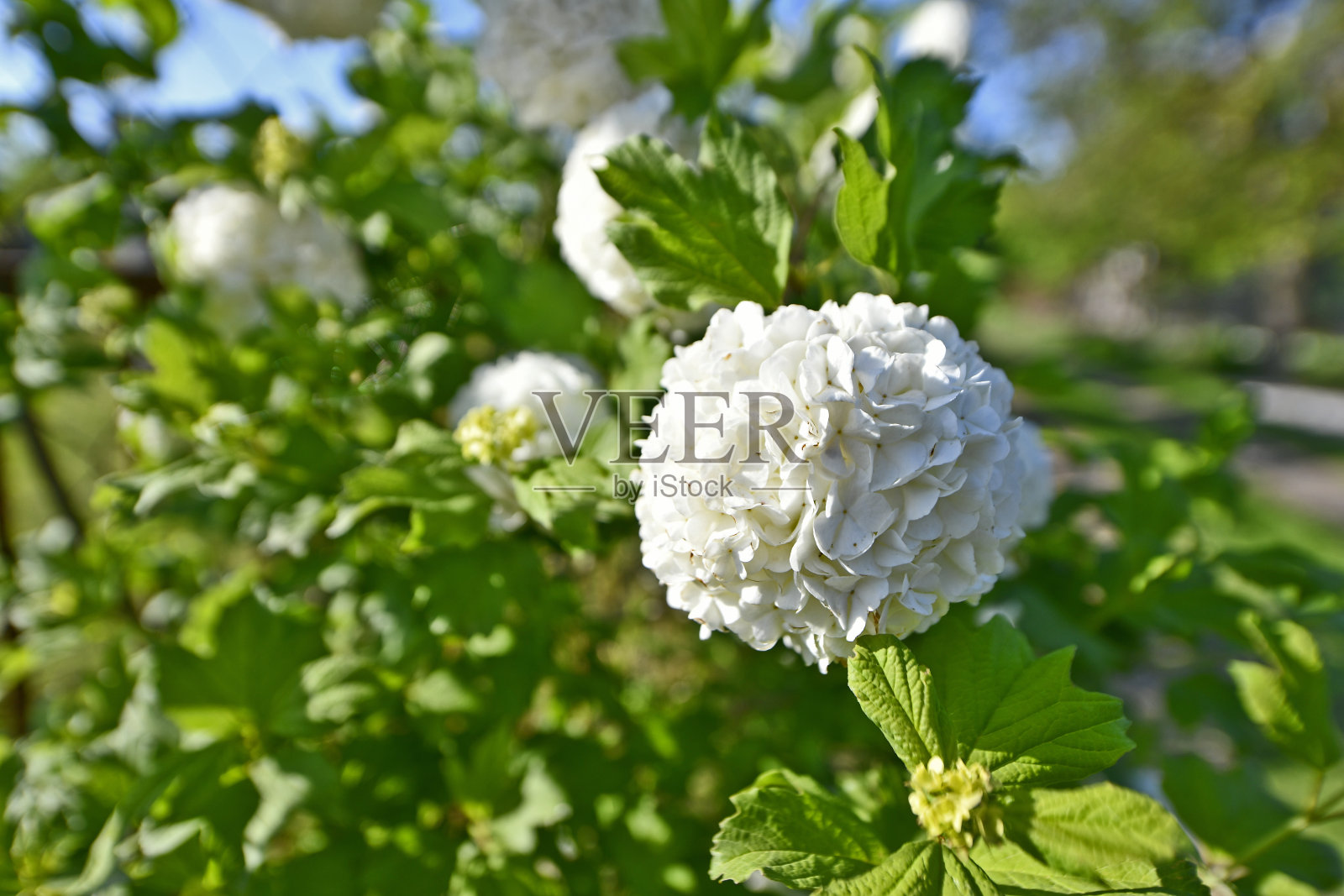 美丽的春花。照片摄影图片
