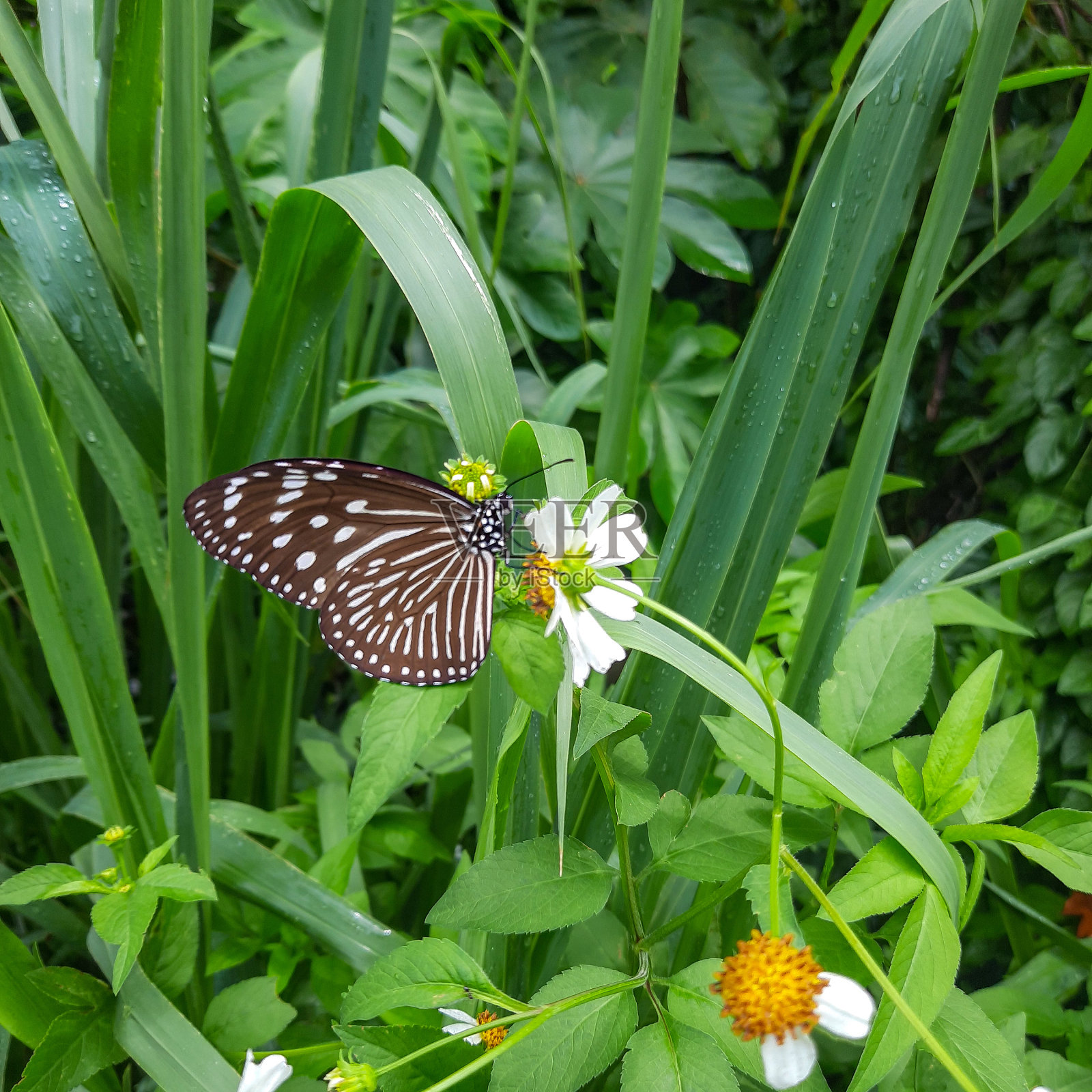 这只蓝色的玻璃老虎蝴蝶非常美丽迷人照片摄影图片