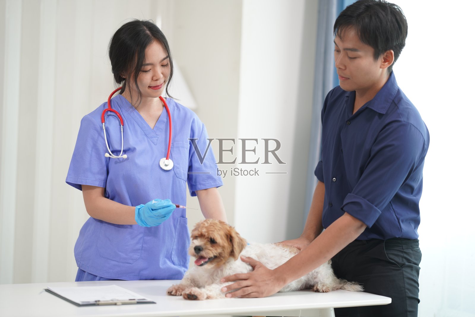 在医院工作的兽医正在检查这只狗，看它得了什么病。一只小狗正在诊所接受检查。照片摄影图片