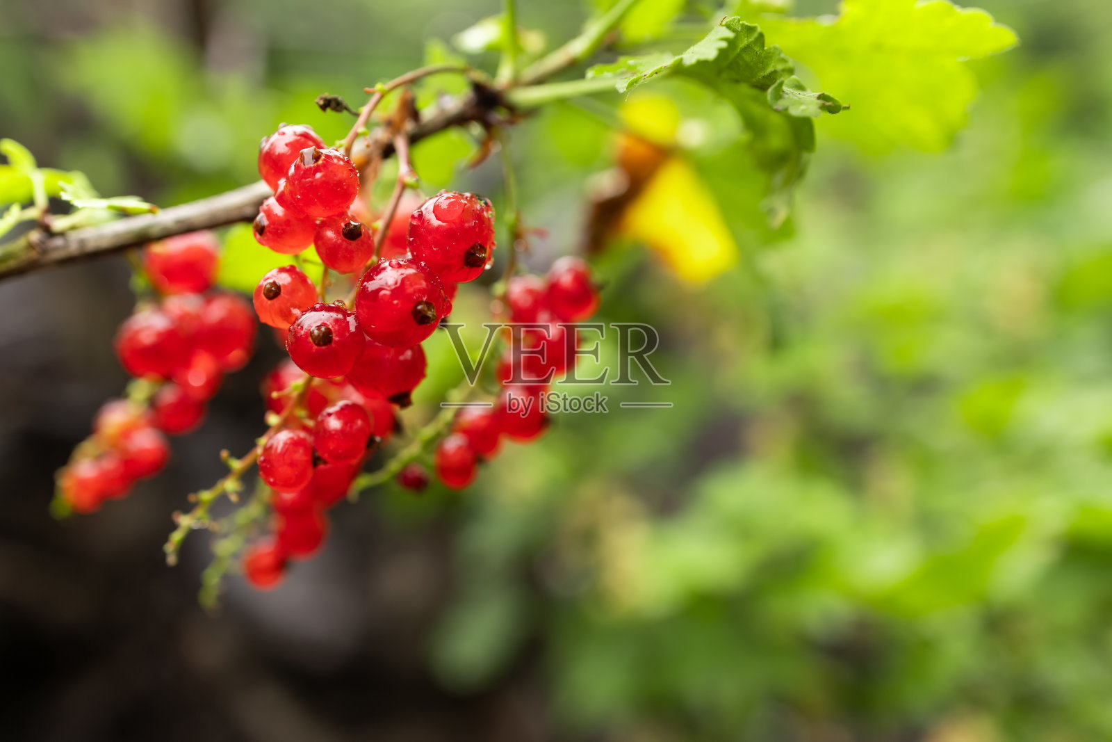 在绿色背景的花园里，一根成熟的红醋栗树枝照片摄影图片
