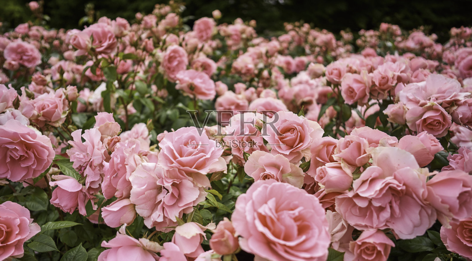 粉色花朵的特写照片摄影图片