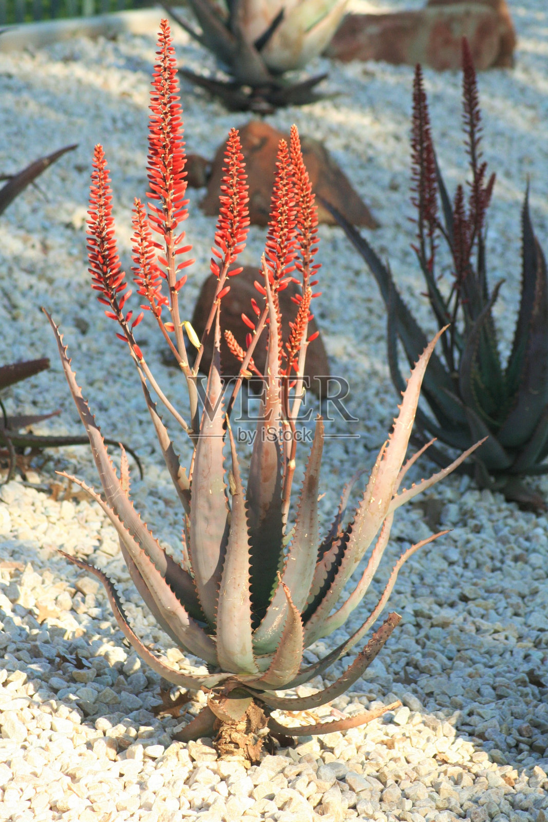 芦荟美人开花照片摄影图片