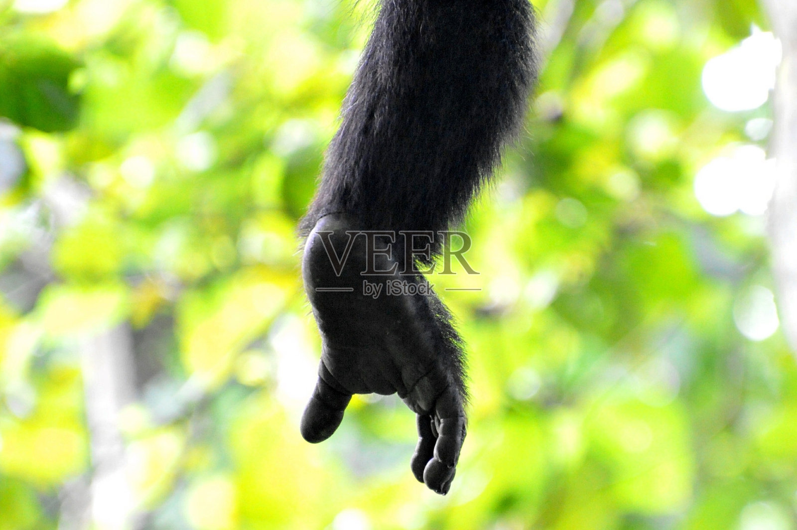 猴子裁剪的手照片摄影图片