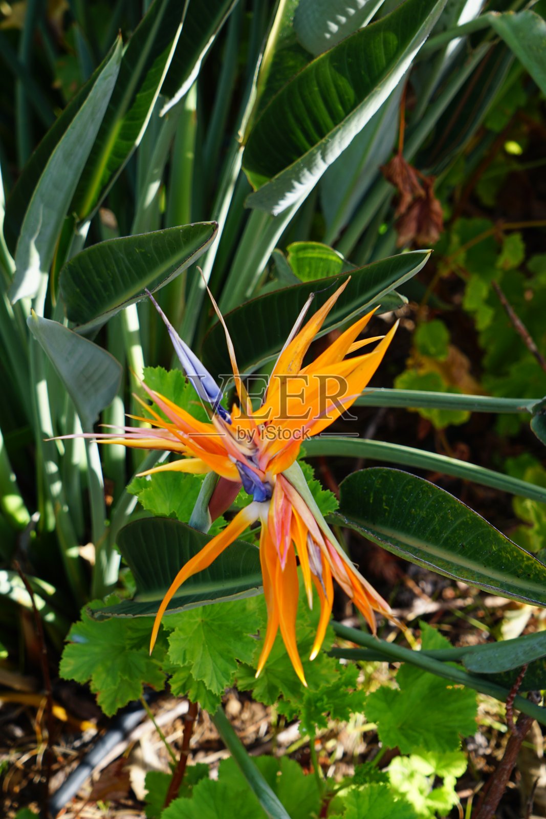 葡萄牙马德拉岛的植物群。马德拉岛的花。葡萄牙马德拉岛的不同植物。照片摄影图片