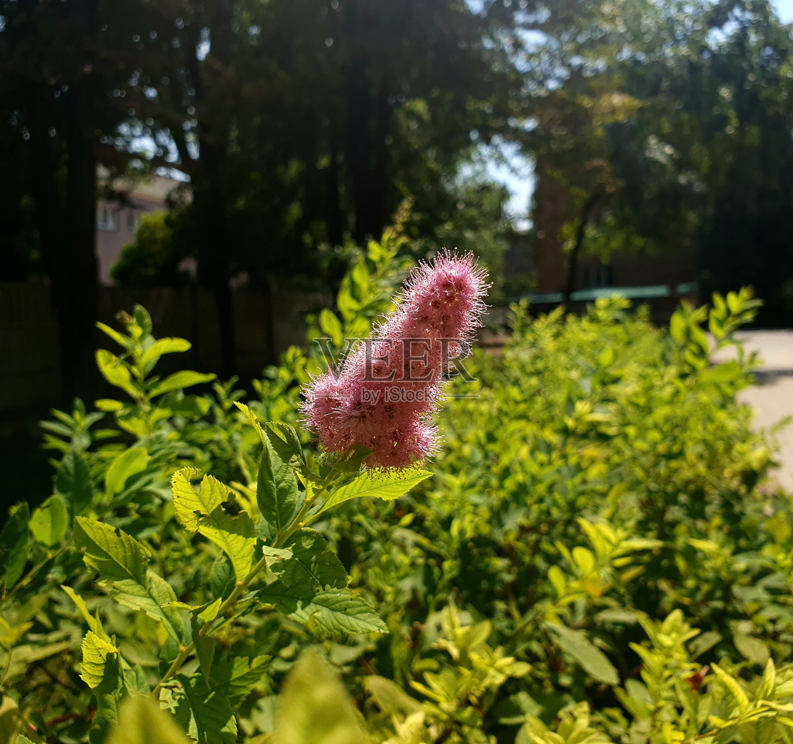 花园里的粉红色植物照片摄影图片