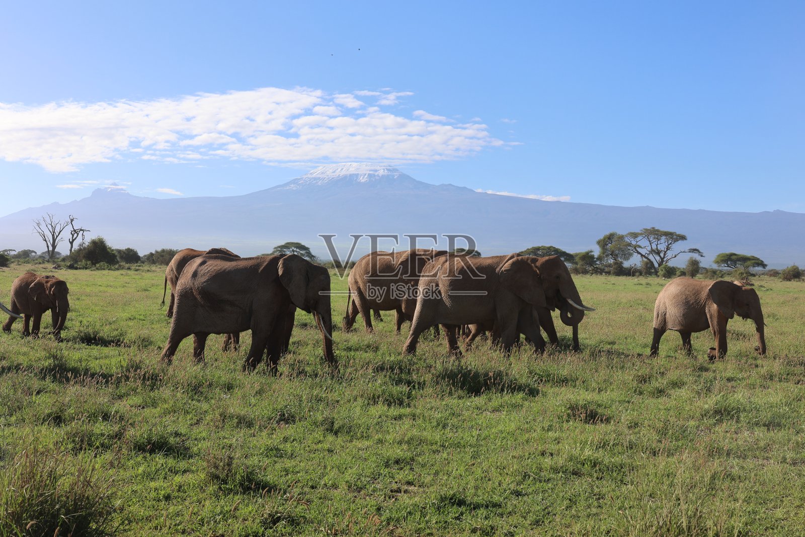 乞力马扎罗山前的大象照片摄影图片