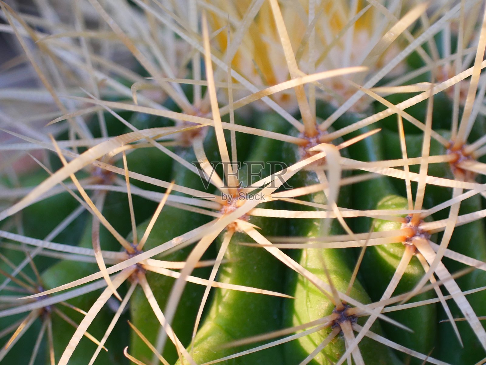 绿色的仙人掌，漂亮的小植物在花盆里。照片摄影图片