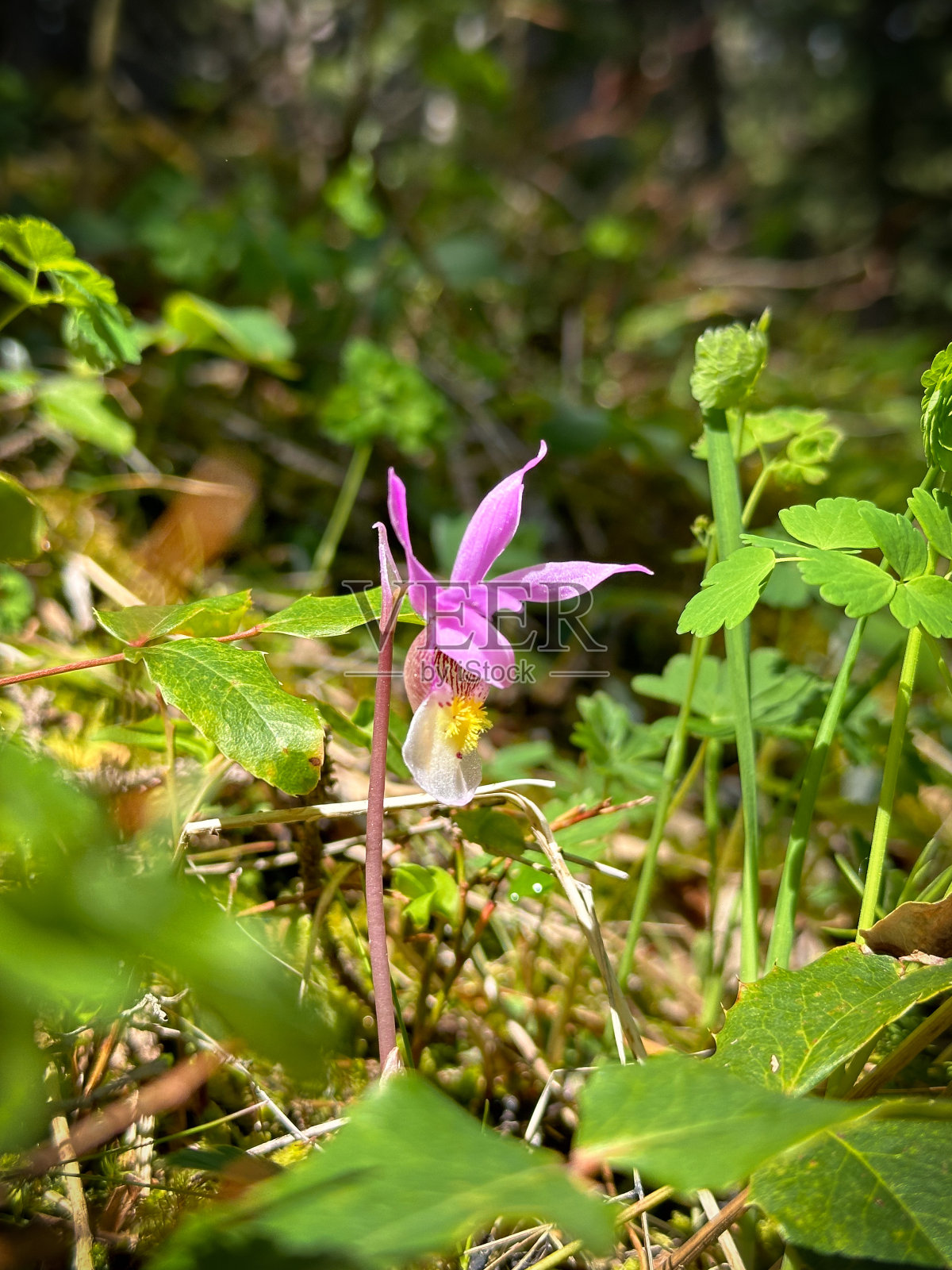 麒麟兰，森林里的野花照片摄影图片