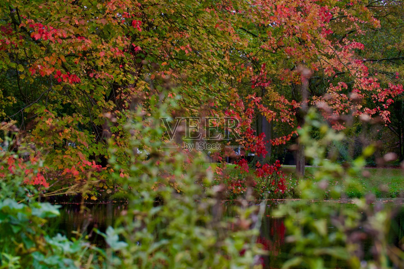 公园景色优美，秋叶繁茂，还有一个小池塘。照片摄影图片