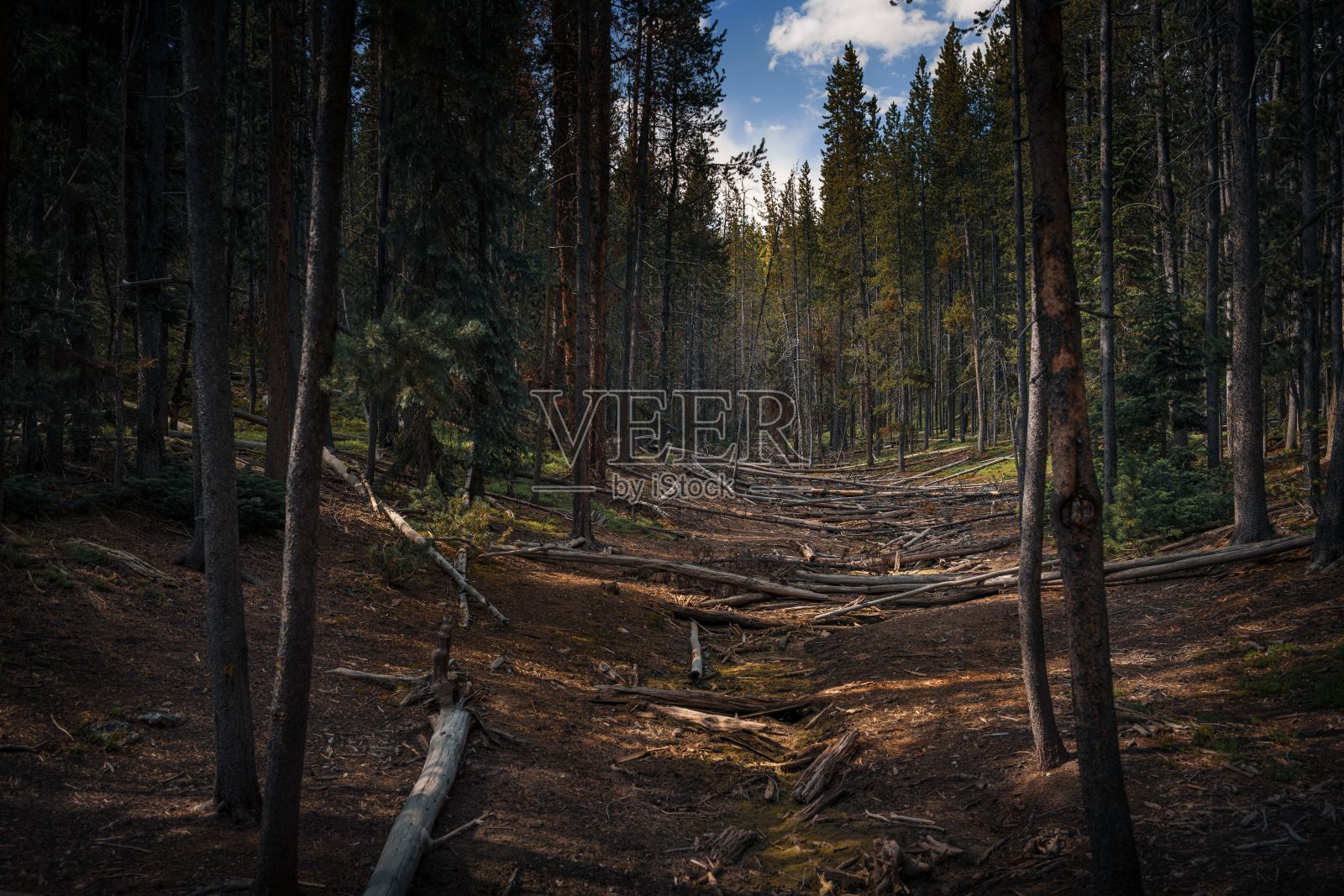 在黄石国家公园里，森林里有倒下的原木，阳光透过树木过滤照片摄影图片