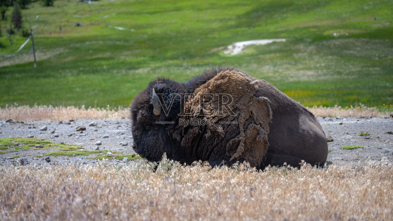 在美国怀俄明州的黄石国家公园，在草地上休息的野牛照片摄影图片