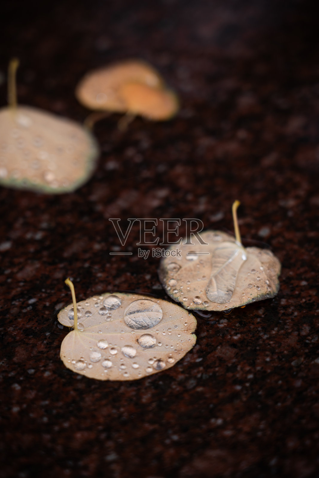 潮湿的秋叶落在黑暗的人行道上。最近的雨，沾着水珠照片摄影图片