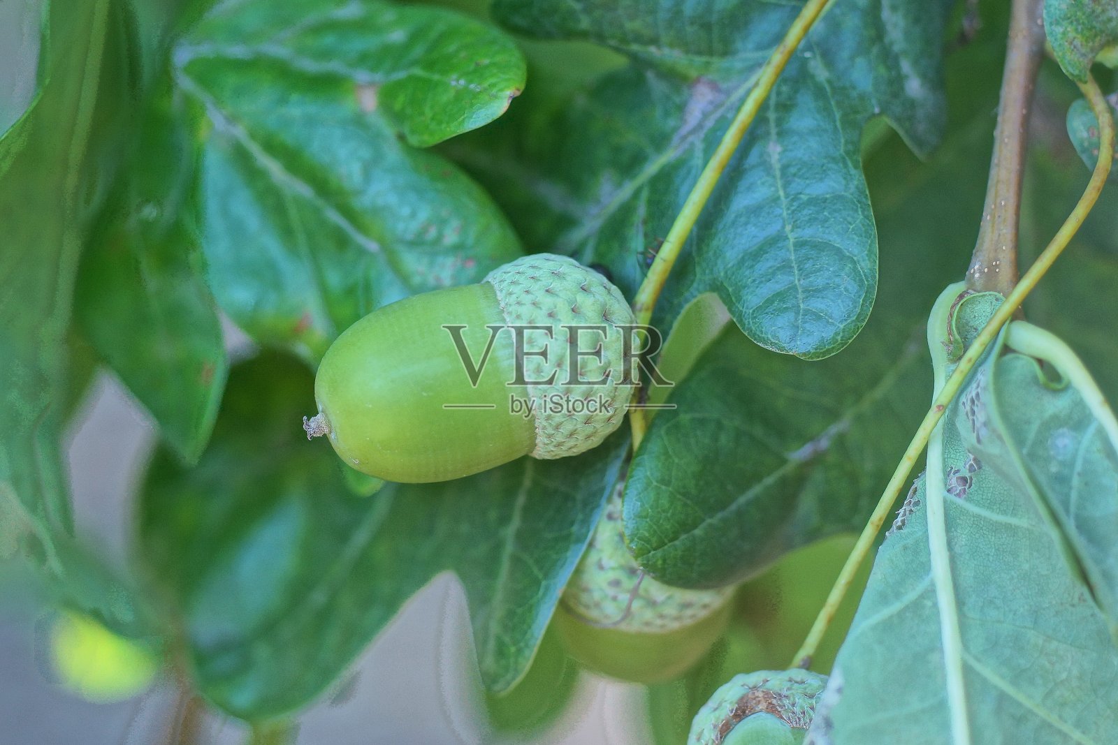 橡树枝上的一颗绿橡子照片摄影图片