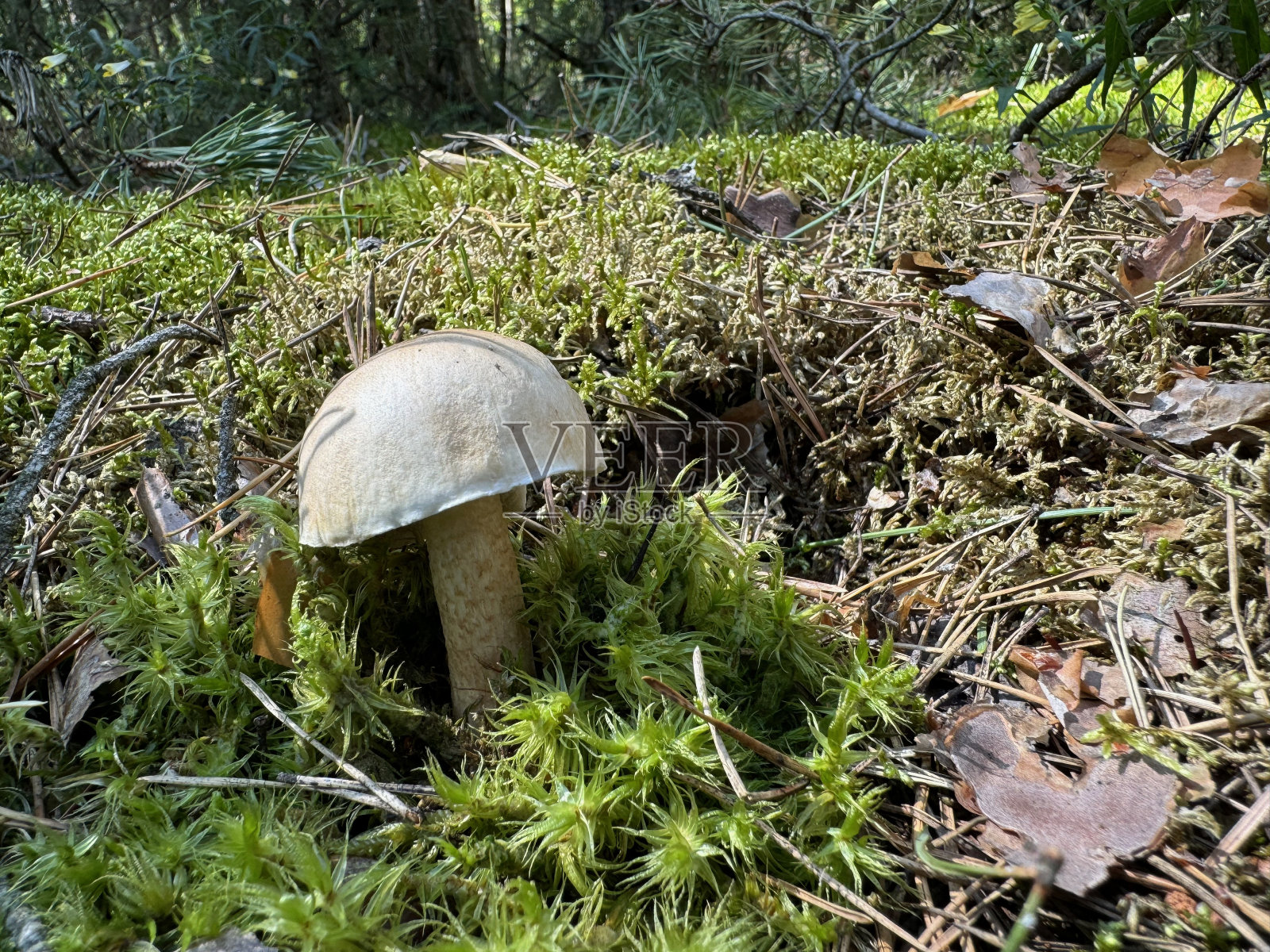 苦的牛肝菌。生长在森林里。在地面拍摄。特写镜头。照片摄影图片
