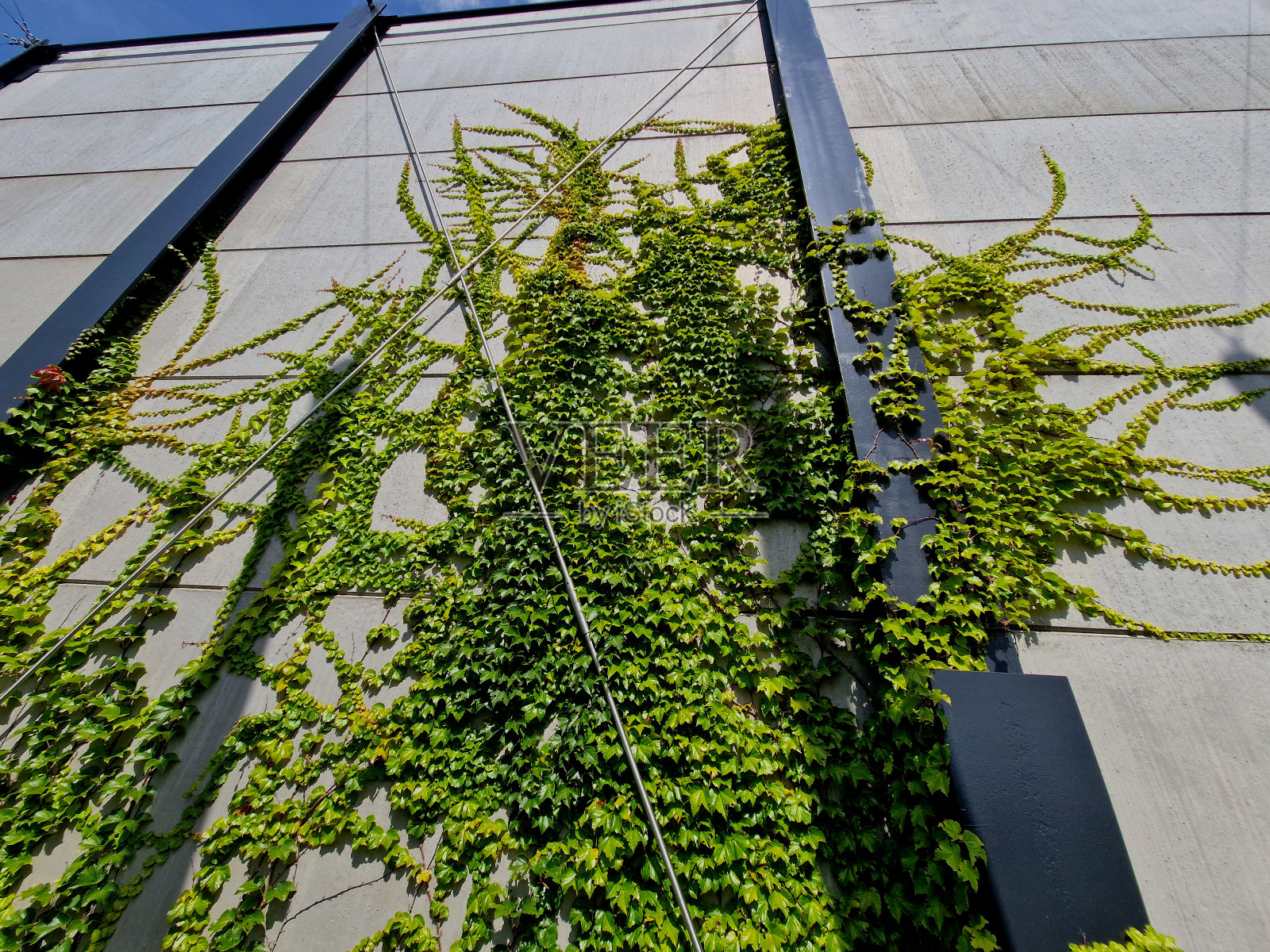 爬藤生长在光滑的混凝土墙上，叶子末端有夹子，目标粘在每一个表面。灰色的围墙上点缀着蔓生植物的乱枝照片摄影图片