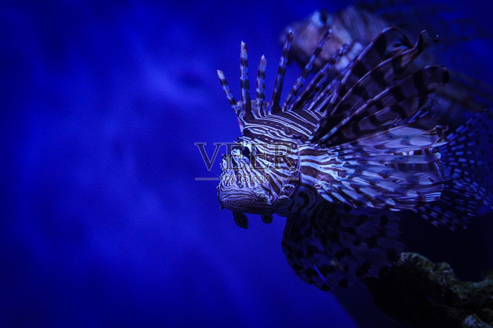 令人惊叹的狮子鱼在深蓝色的水中游泳，有着复杂的条纹图案和长长的刺。照片摄影图片