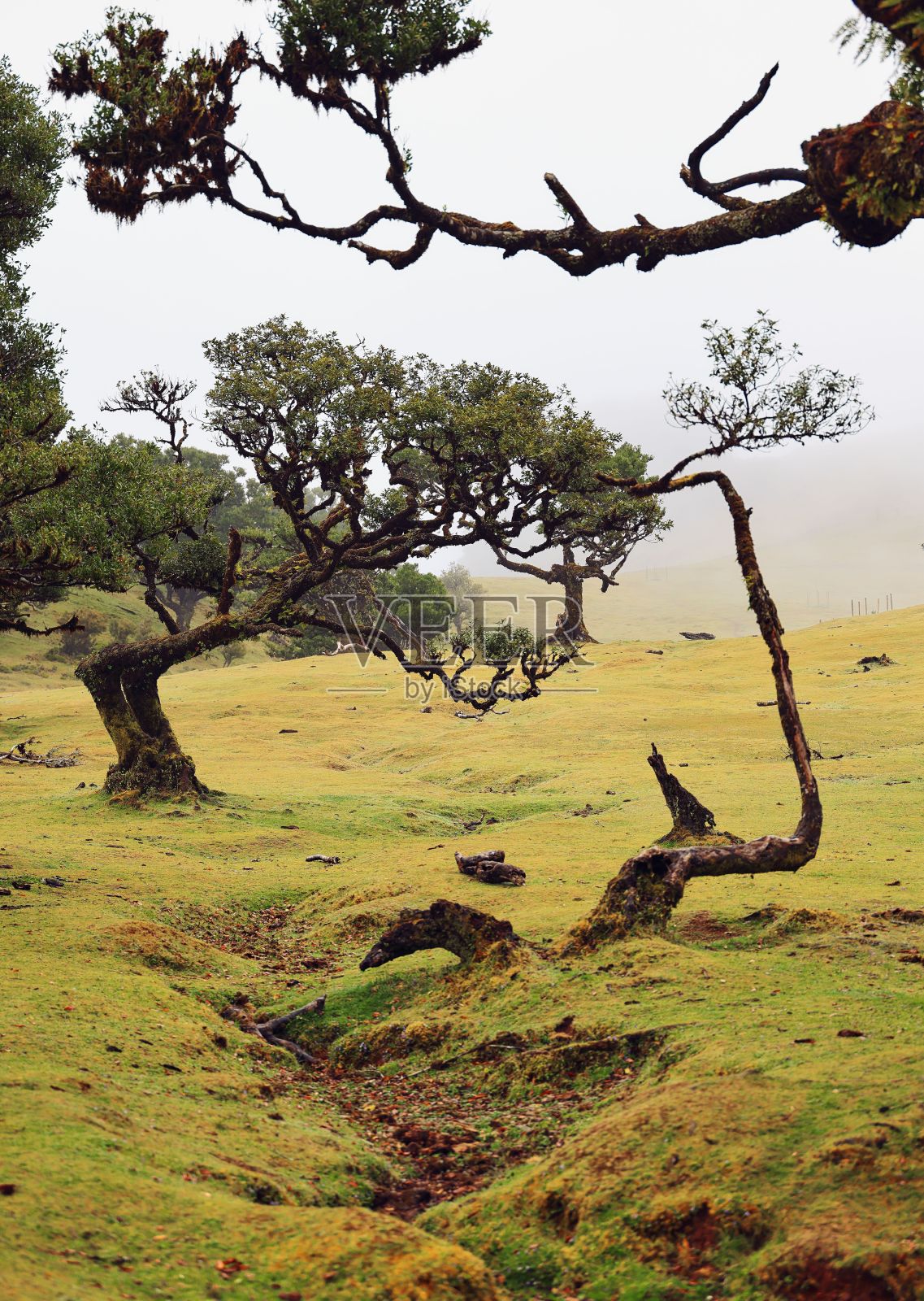在葡萄牙马德拉的法纳尔森林，郁郁葱葱的绿色田野和古老扭曲的树木的朦胧景观。照片摄影图片