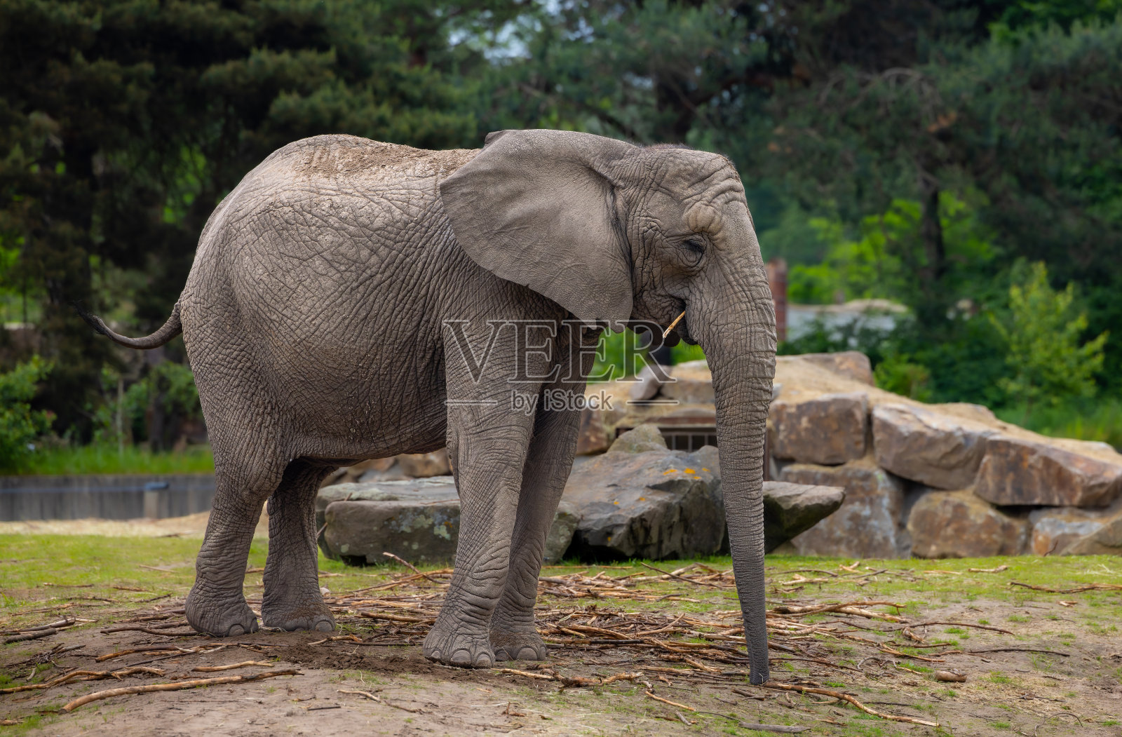 动物园里一只非洲象的特写，背景是岩石、池塘和树木照片摄影图片