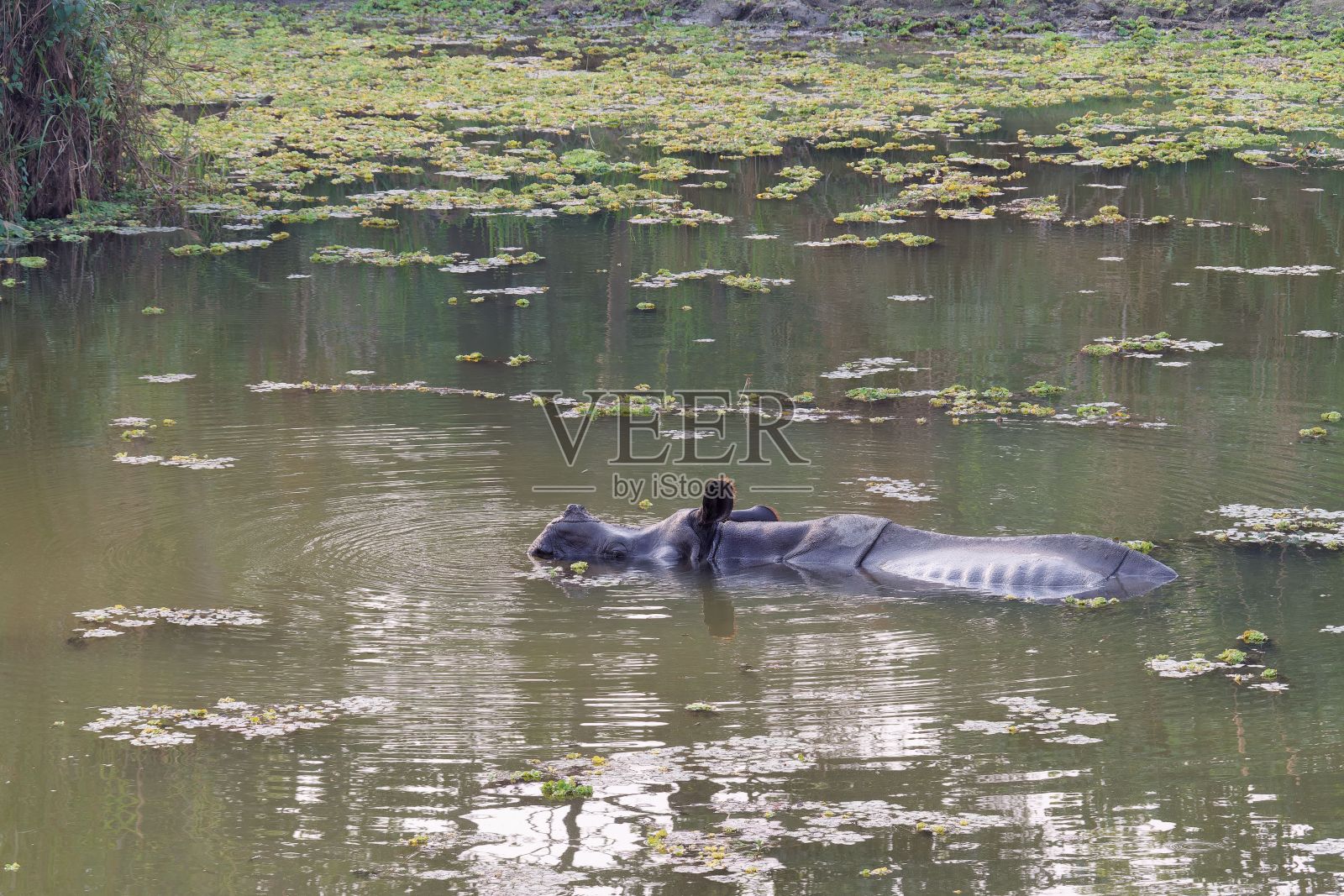在尼泊尔奇旺国家公园，一头犀牛部分浸没在水中，激起阵阵涟漪照片摄影图片