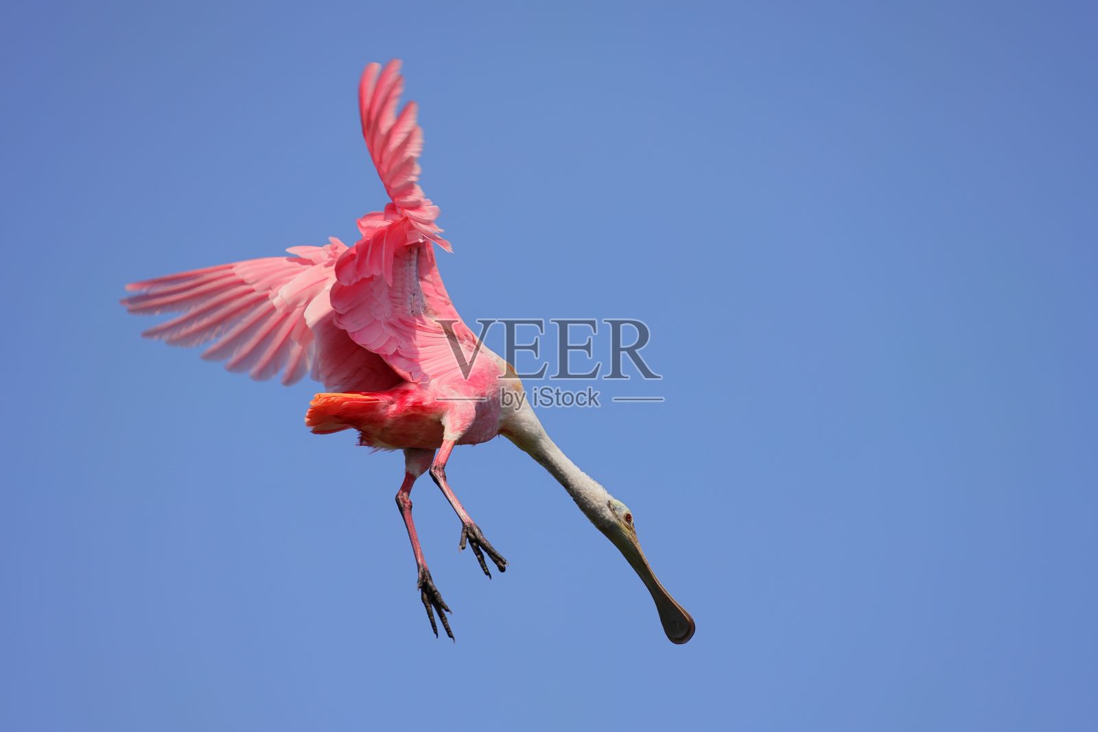 鲜艳的玫瑰色琵鹭在晴朗的蓝天下飞翔照片摄影图片