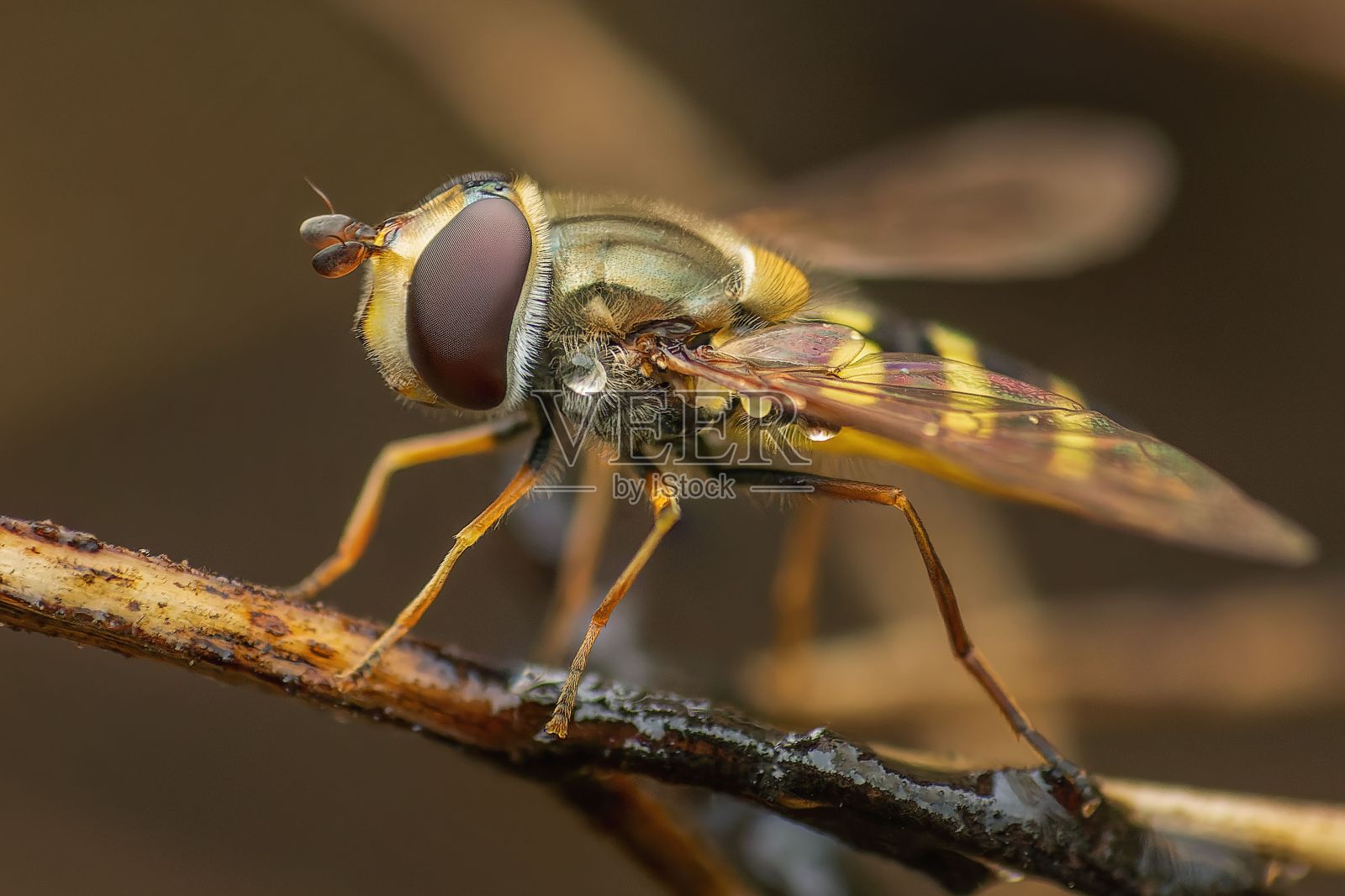 一只食蚜蝇栖息在树枝上的特写微距镜头，背景模糊。墨西哥照片摄影图片