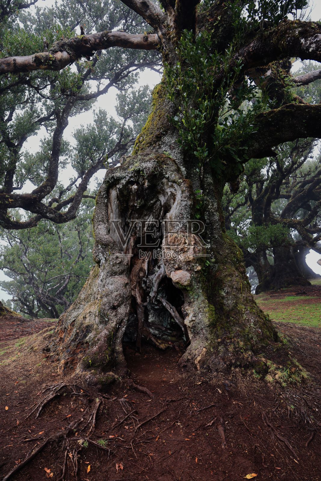 在葡萄牙马德拉的法纳尔森林，郁郁葱葱的绿色田野和古老扭曲的树木的朦胧景观。照片摄影图片
