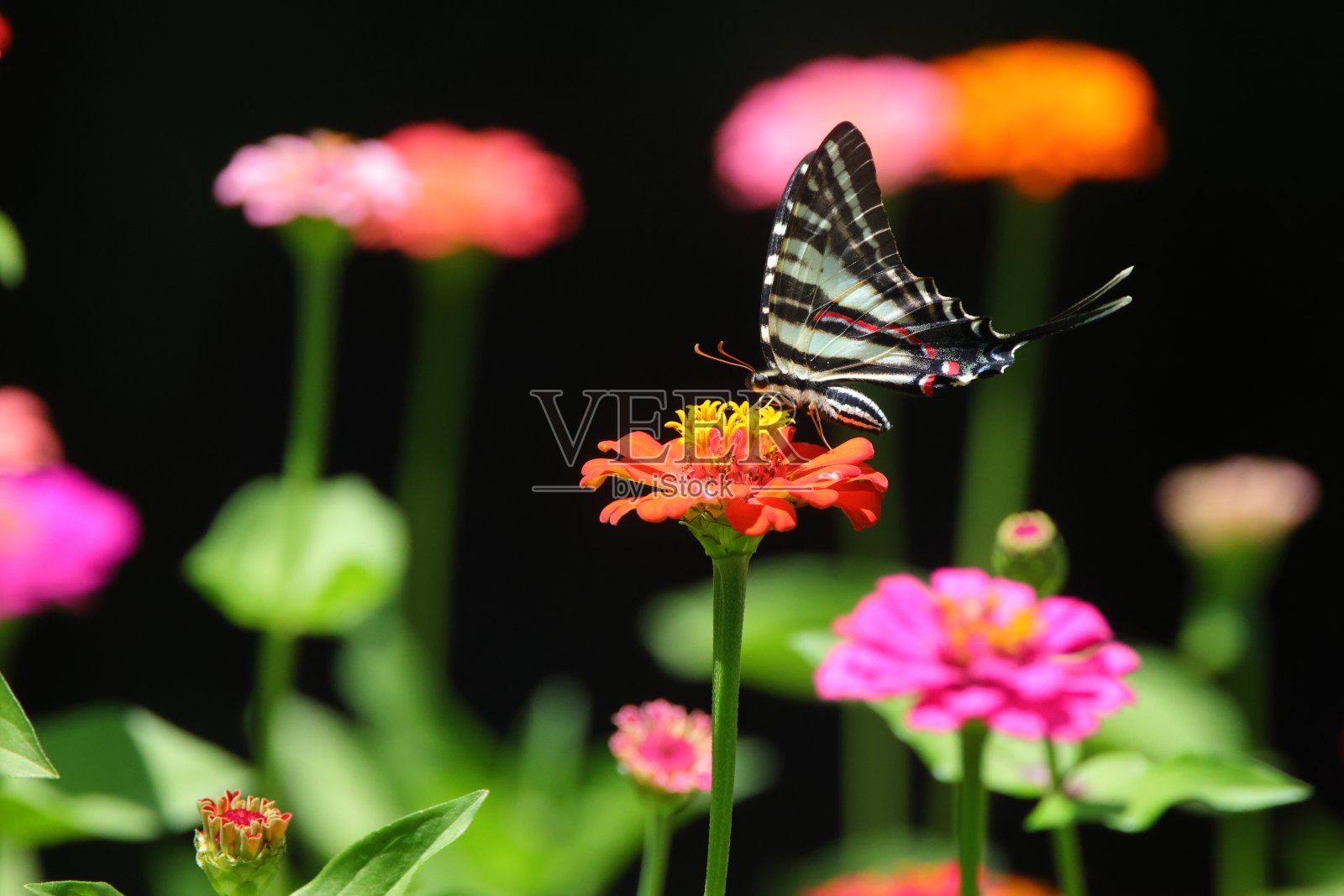 斑马燕尾(Eurytides marcellus)在背景模糊的百日花上的特写镜头照片摄影图片