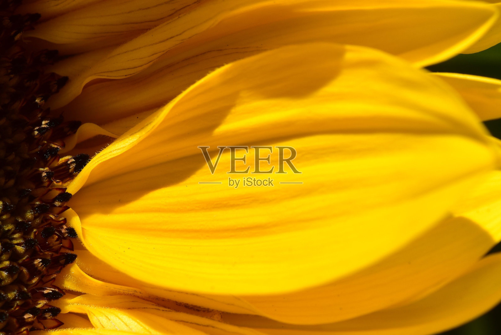 向日葵花瓣特写，细致的纹理和鲜艳的黄色照片摄影图片