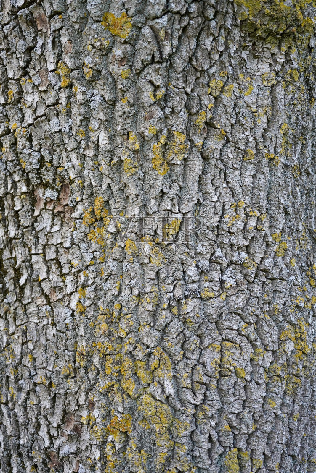 阿尔斯塔豪格教堂墓地边上的一棵树上纹理厚重的树皮照片摄影图片
