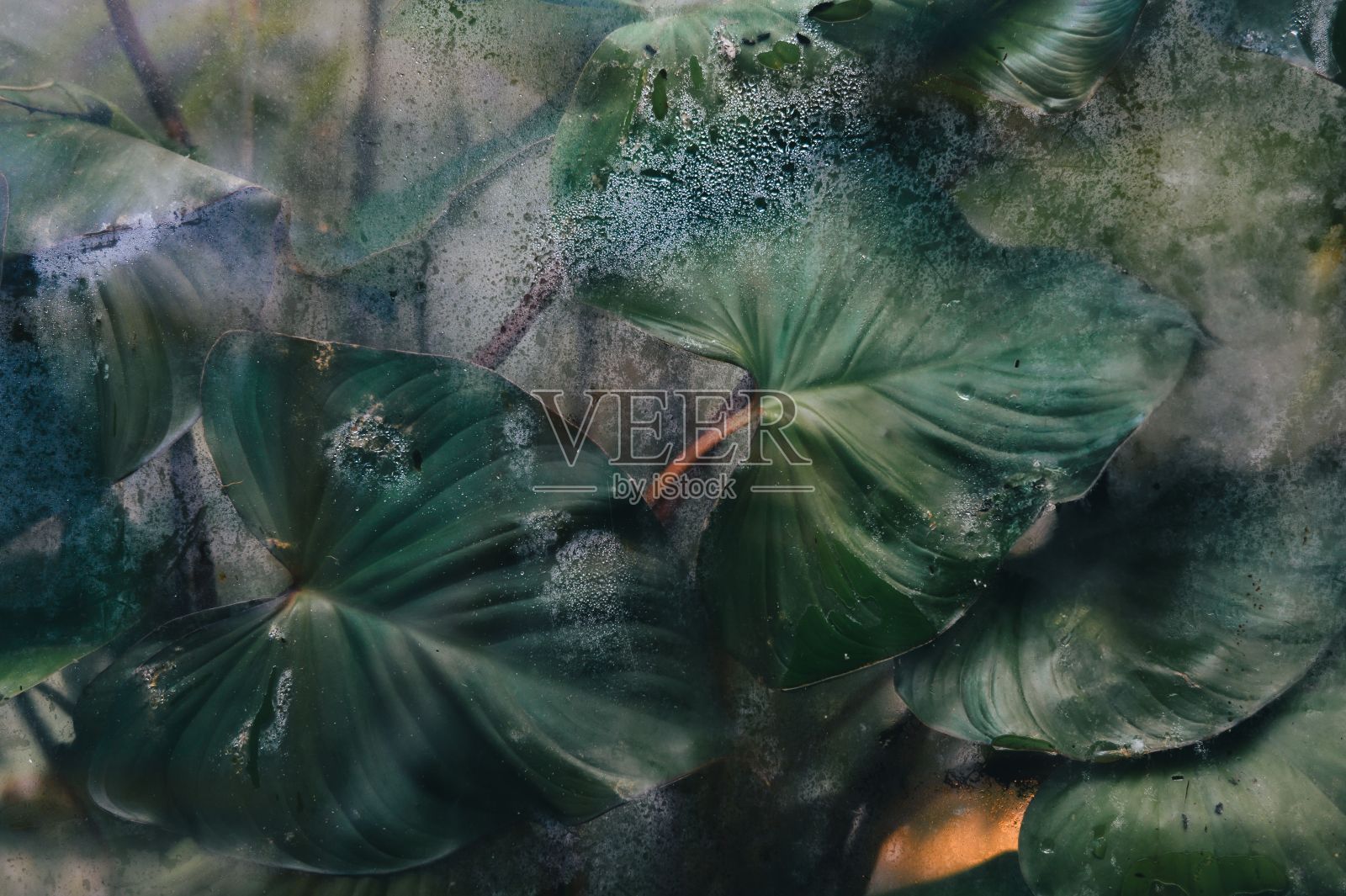 在雾蒙蒙的环境中，郁郁葱葱的绿叶和露珠的特写。照片摄影图片