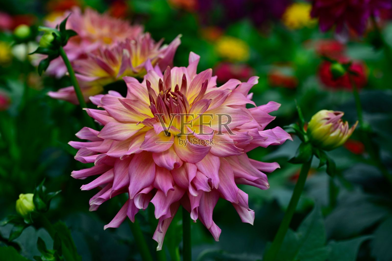 大丽花“Go Go粉色和黄色”花的特写，在一个模糊的绿色背景下盛开照片摄影图片