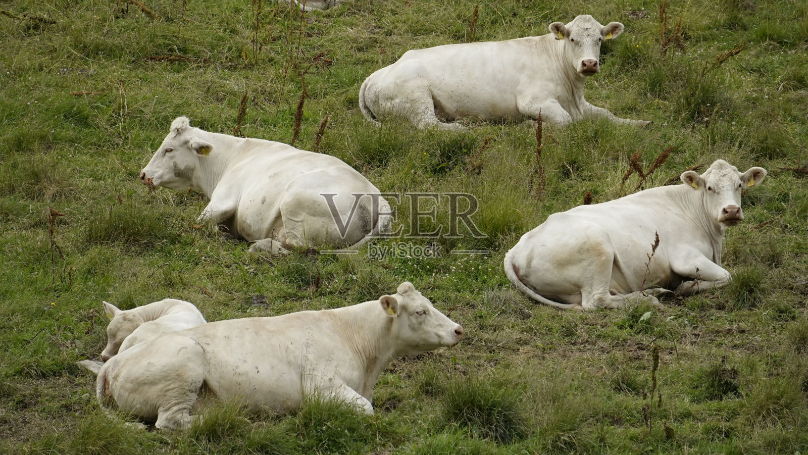 在一个阴天，四头白奶牛躺在草地上。照片摄影图片
