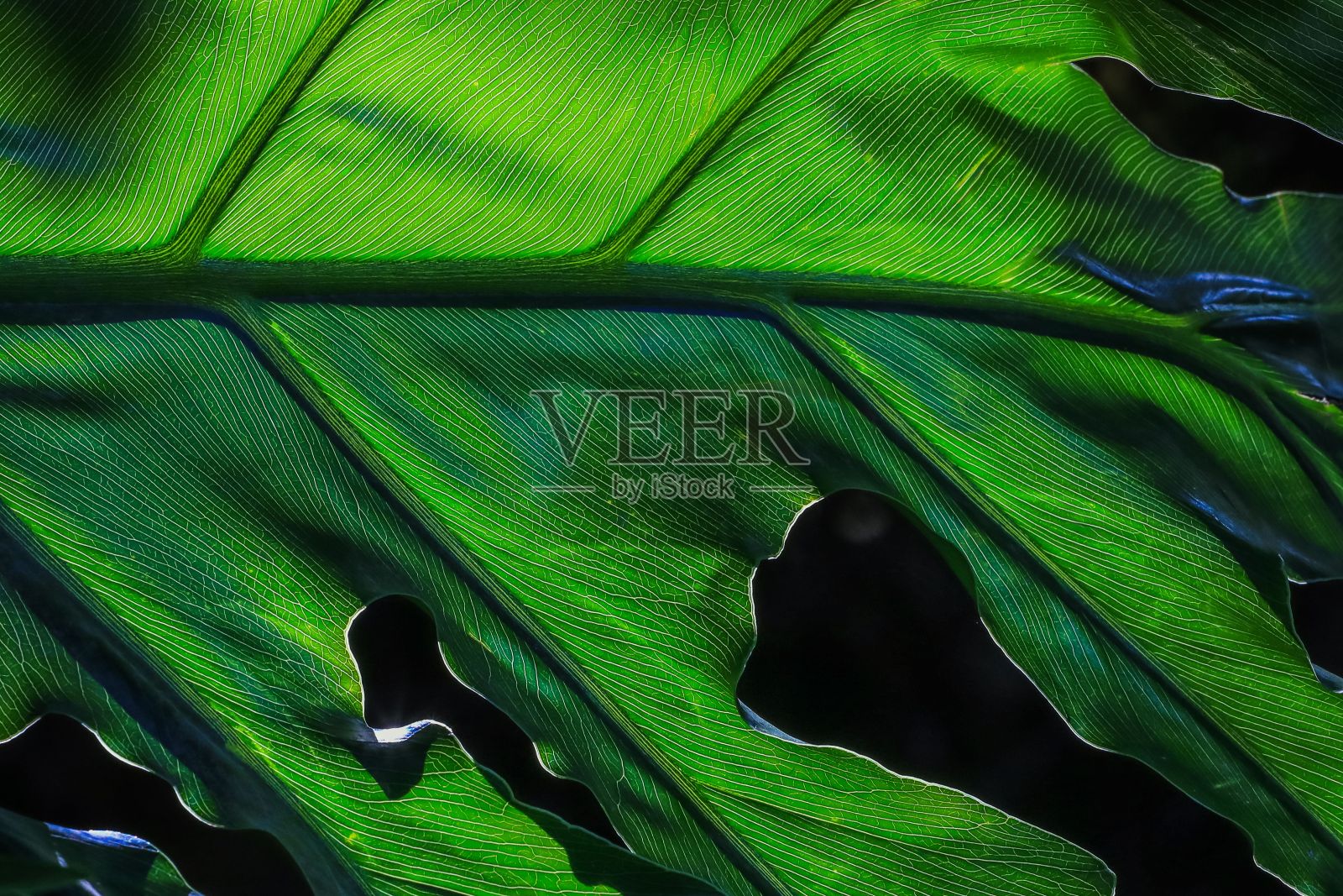 绿叶的特写，有详细的纹理和阳光突出其纹理。照片摄影图片