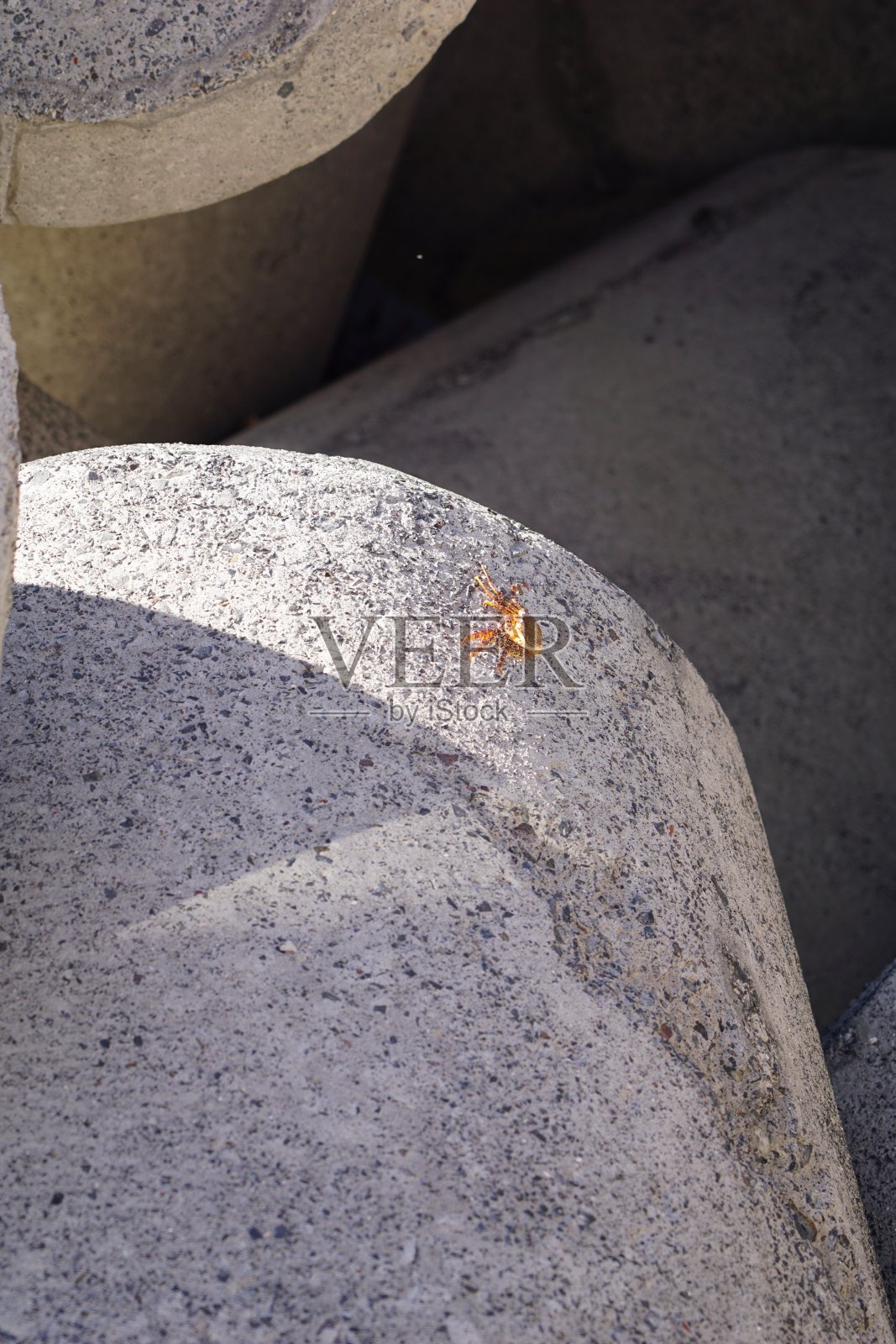 海岸岩石上的小红蟹。岩石上的螃蟹。葡萄牙马德拉岛的螃蟹。照片摄影图片