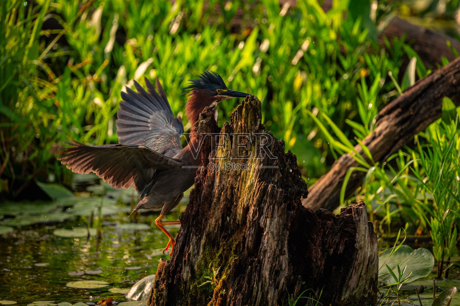 绿意盎然的湿地，一只苍鹭在树桩上展翅照片摄影图片