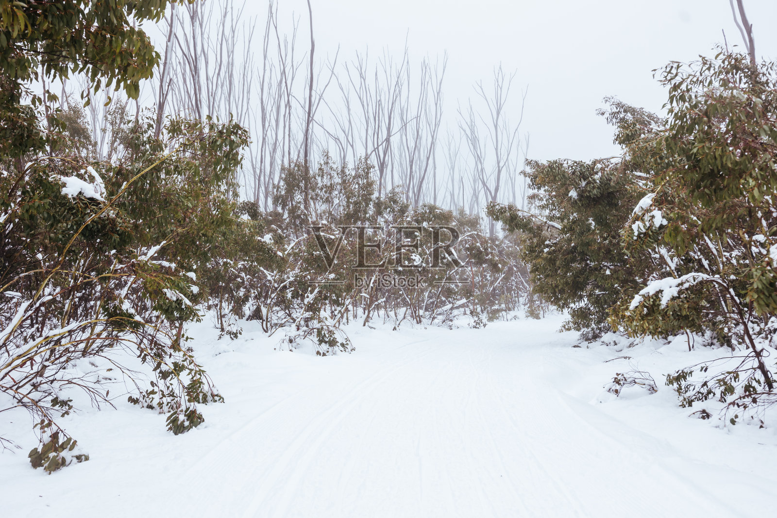 澳大利亚湖山的家庭雪鞋漫步和雪景照片摄影图片