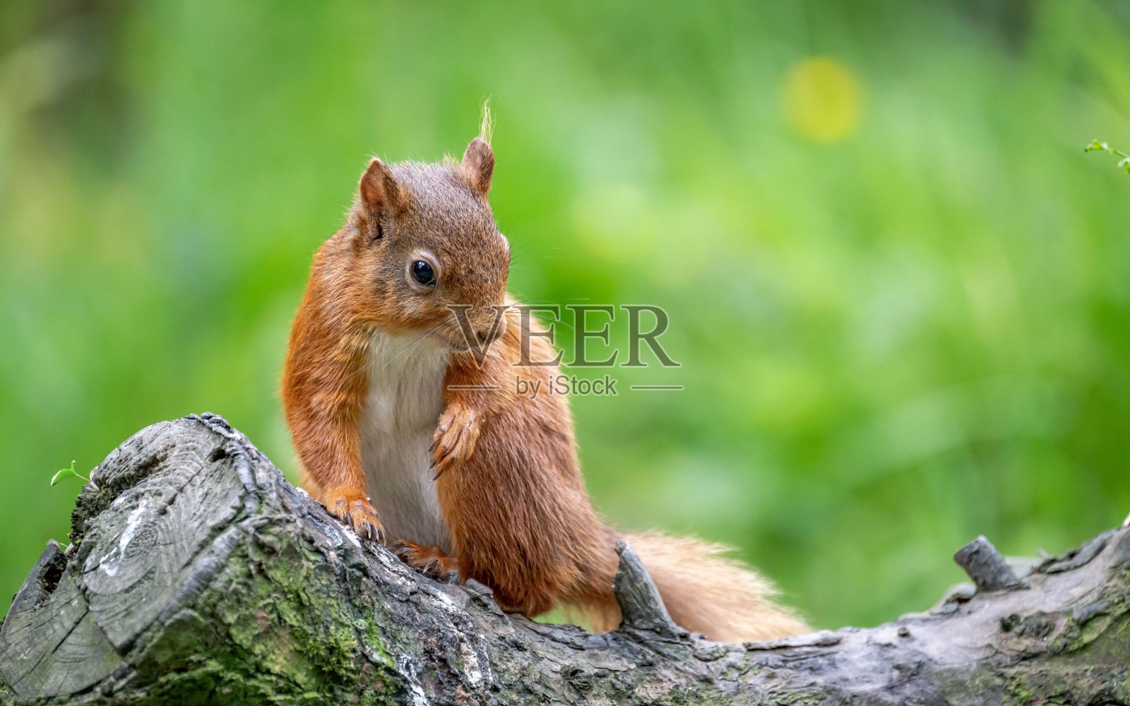 一只红松鼠栖息在树枝上的特写，背景是模糊的绿色。照片摄影图片