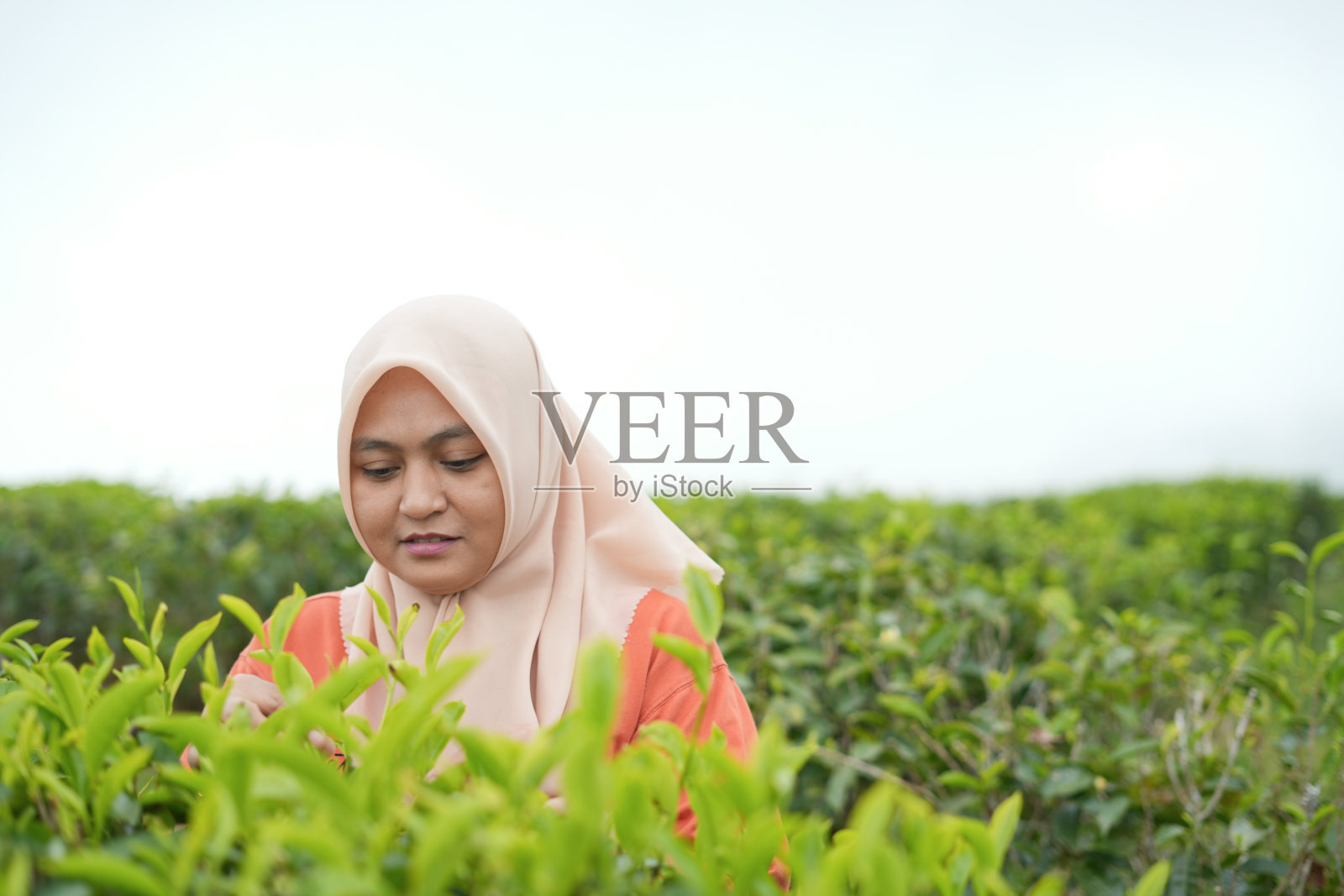 一位穆斯林妇女在茶园里照片摄影图片