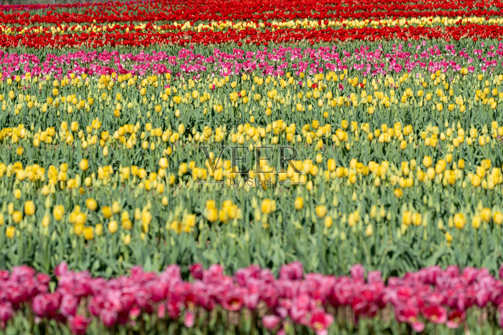 在弗吉尼亚州伯恩赛德农场的郁金香地里，一排排粉红色和黄色的郁金香照片摄影图片