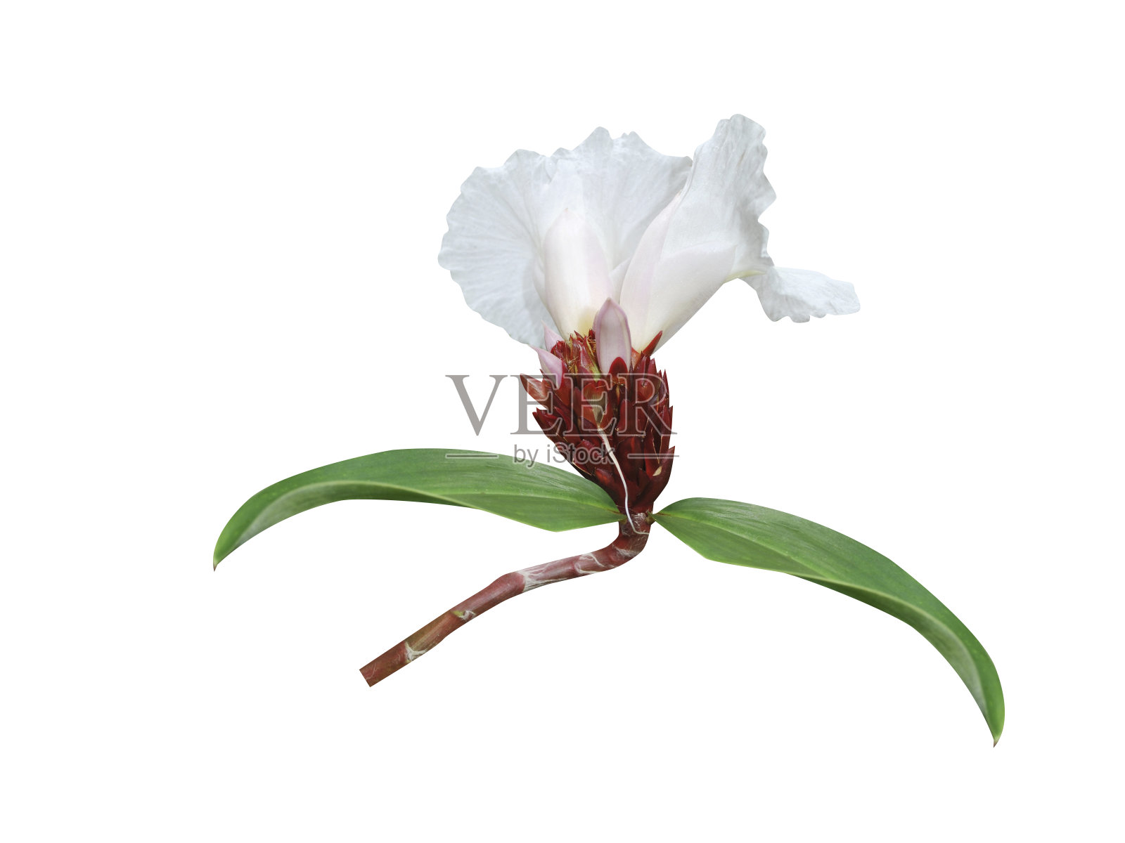 姜花或姜花照片摄影图片